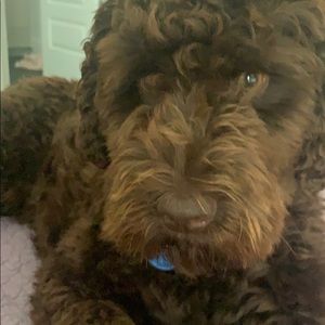 Meet your Posher, Zane